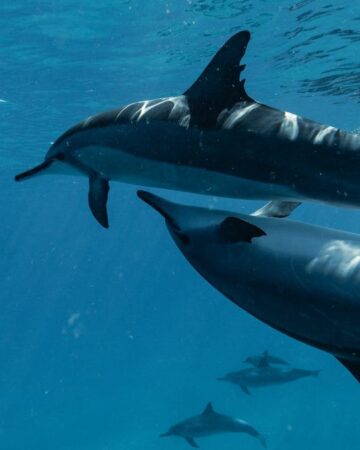 Dolphins in Wasini and Watamu