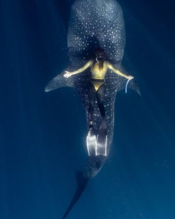 Swimming with Whale Sharks